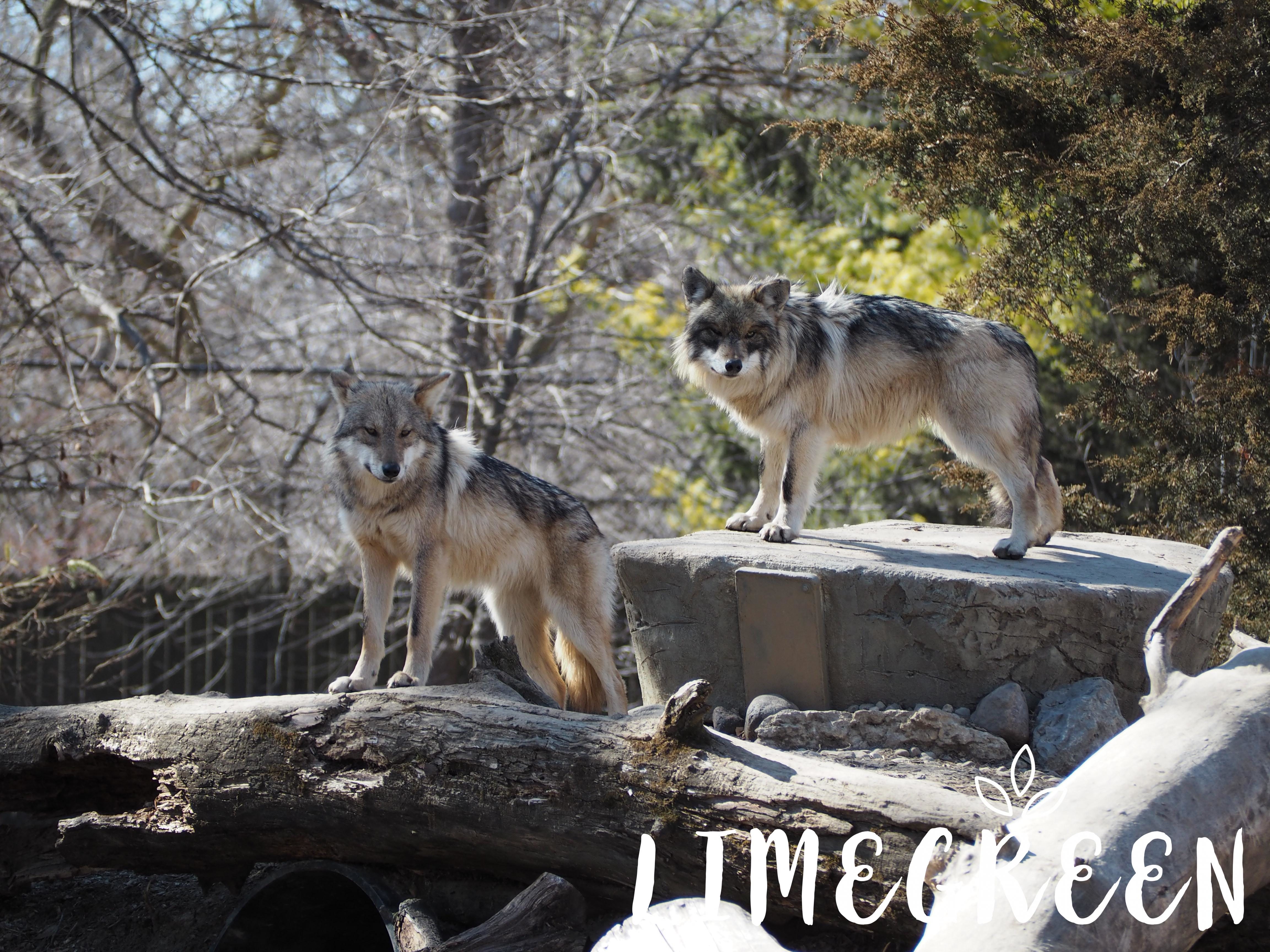 シカゴのブルックフィールド動物園の行き方 絶滅危惧種のメキシコオオカミに会おう Limegreen