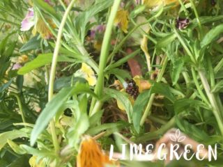 パンジー ビオラの寿命 花はいつまで咲く Limegreen