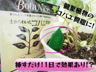 観葉植物コバエ対策 100均ダイソーのガーデンムシとり器 ハエ取り紙 が効果バツグン Limegreen